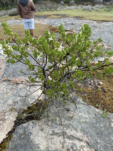 Sticky tailflower (Anthocercis viscosa)