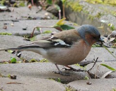 Fringilla coelebs