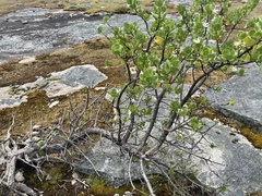 Anthocercis viscosa