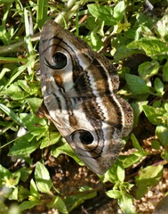Spirama retorta