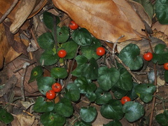 Geophila repens