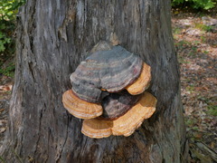 Fomitopsis pinicola