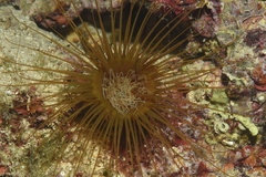 Cerianthus membranaceus