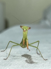 Polyspilota aeruginosa