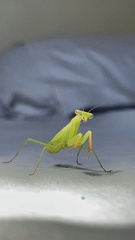 Polyspilota aeruginosa