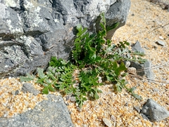 Lepidium tenuicaule