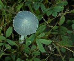Coprinopsis lagopus