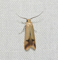 Tachystola hemisema