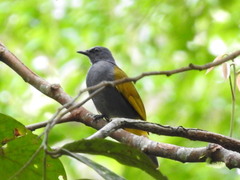 Rubigula cyaniventris