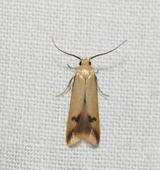 Tachystola hemisema
