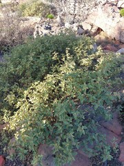 Solanum tomentosum