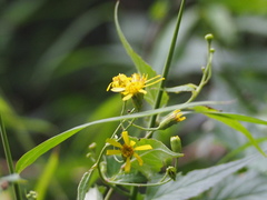Senecio scandens