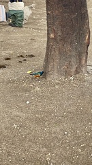 Lamprotornis superbus