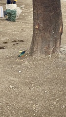 Lamprotornis superbus