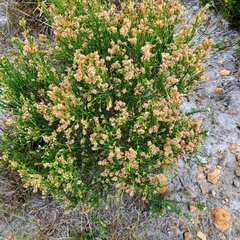 Passerina corymbosa