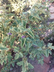 Solanum tomentosum