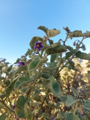 Solanum tomentosum
