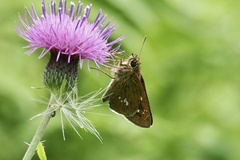 Polytremis pellucida