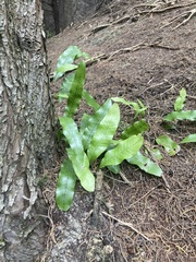 Microsorum pustulatum pustulatum