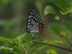 Hestina assimilis