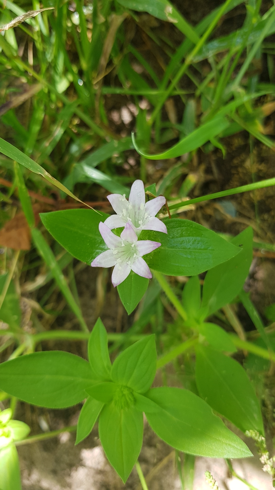 Richardia grandiflora