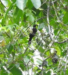 Brachypodius melanoleucos