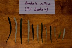 Banksia collina