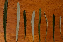 Banksia collina