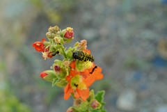 Acmaeodera