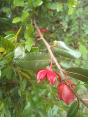 Ochna serrulata