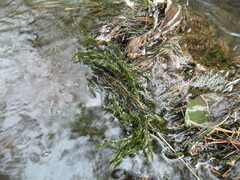 Fontinalis antipyretica