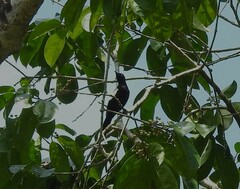 Brachypodius melanoleucos