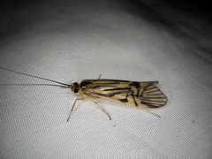 Macrostemum radiatum