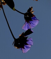 Jacquemontia pentanthos