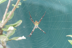 Argiope aetherea