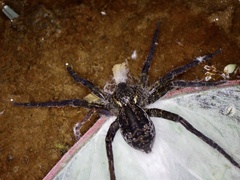 Dolomedes raptor