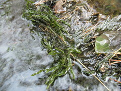 Fontinalis antipyretica