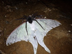 Actias aliena aliena