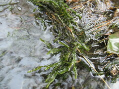 Fontinalis antipyretica
