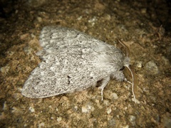 Cnethodonta grisescens