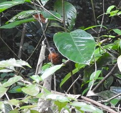 Pellorneum capistratum