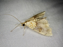 Agrotera nemoralis