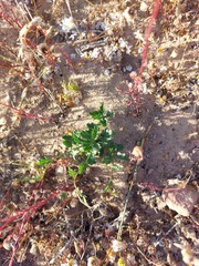 Anisodontea scabrosa
