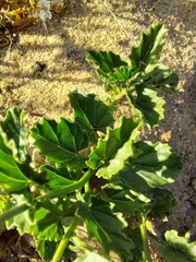 Anisodontea scabrosa