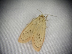 Miltochrista miniata