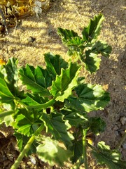 Anisodontea scabrosa