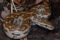 Python natalensis