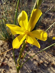 Moraea lewisiae