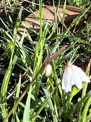 Acis autumnalis