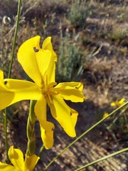 Moraea lewisiae